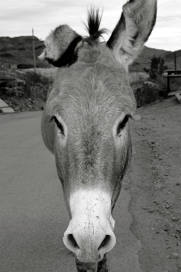 Donkey Head Photograph by Jean Scherer - Fine Art America