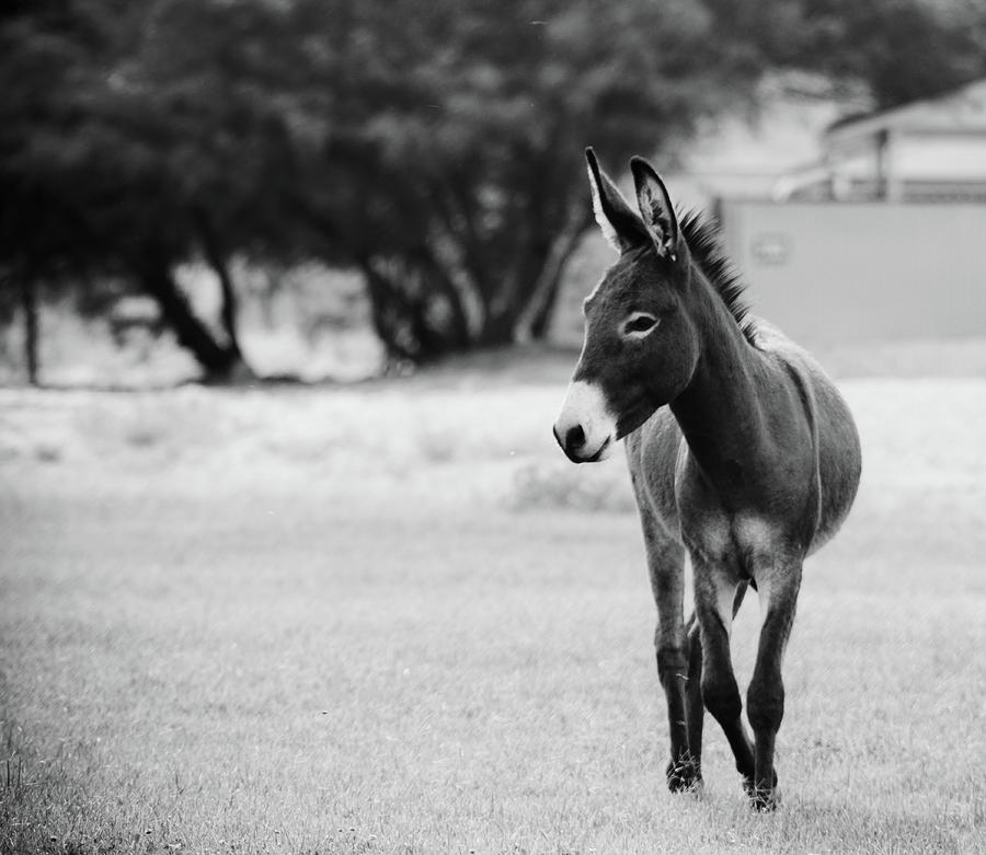 Donkey Photograph by Hyuntae Kim