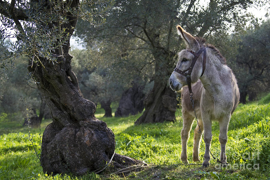 Donkey Photograph - Donkey In An Olive Grove by Jean-Louis Klein & Marie-Luce Hubert