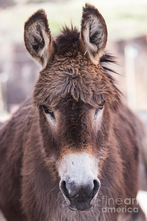 Donkey in Cripple Creek Photograph by Lynn Sprowl