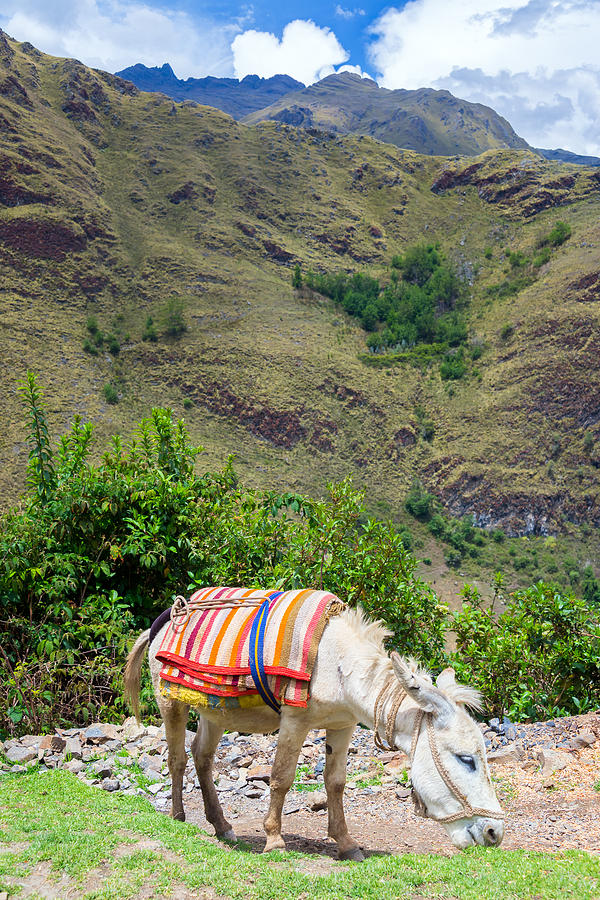 Nature Photograph - Donkey in the Cordillera Blanca in Peru by Jess Kraft