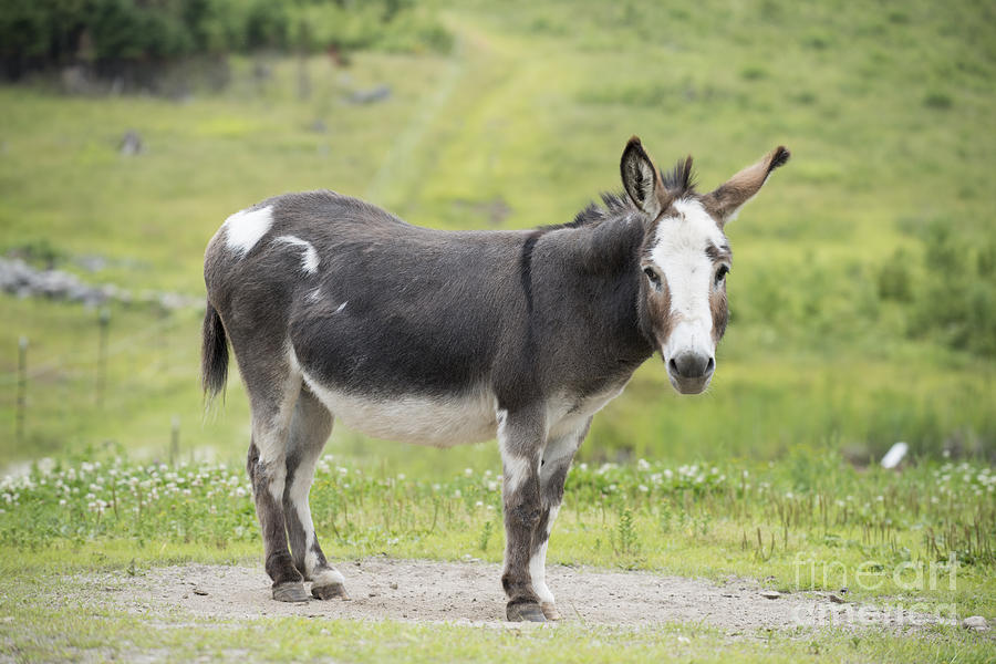 Donkey Photograph by Juli Scalzi