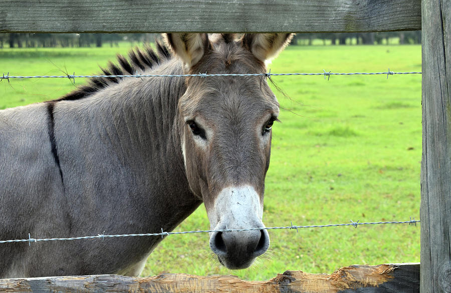 Donkey Photograph by Larah McElroy