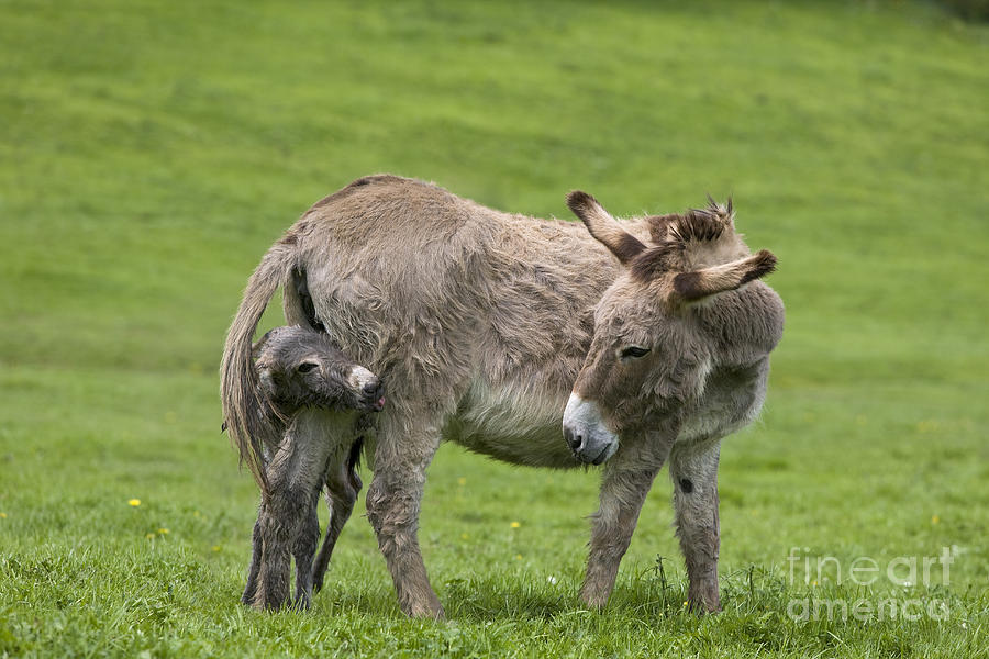 Donkey Photograph - Donkey Mother And Young by Jean-Louis Klein & Marie-Luce Hubert