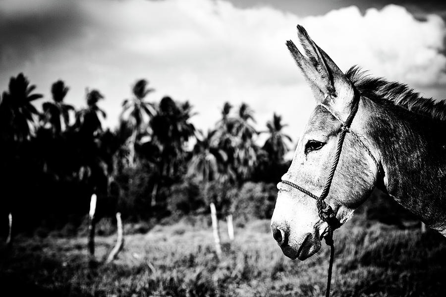 Donkey Photograph by Nik West