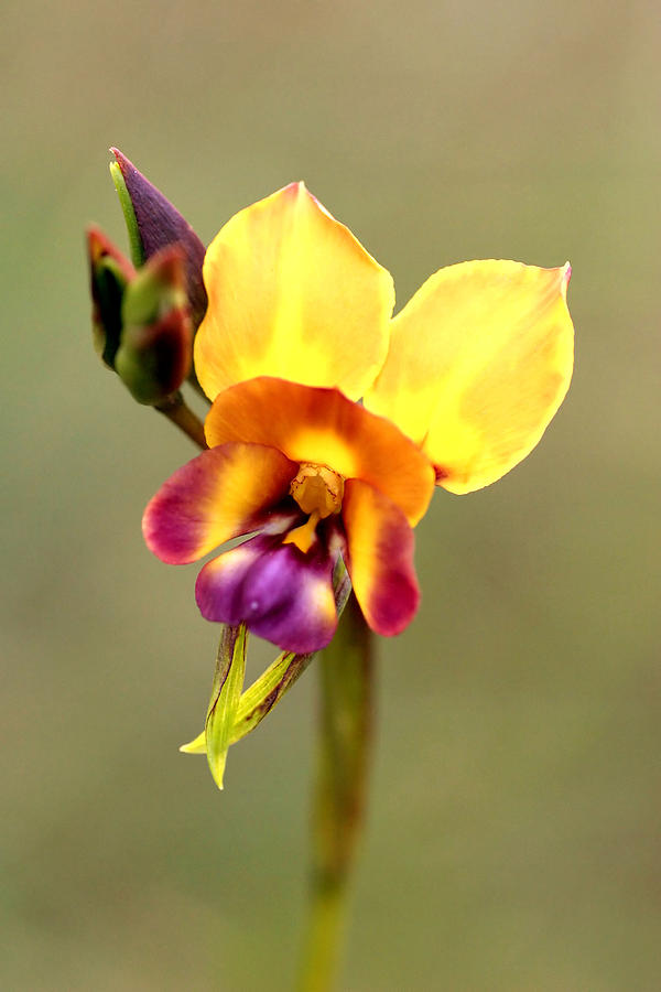 Donkey Orchid Photograph by Tony Brown