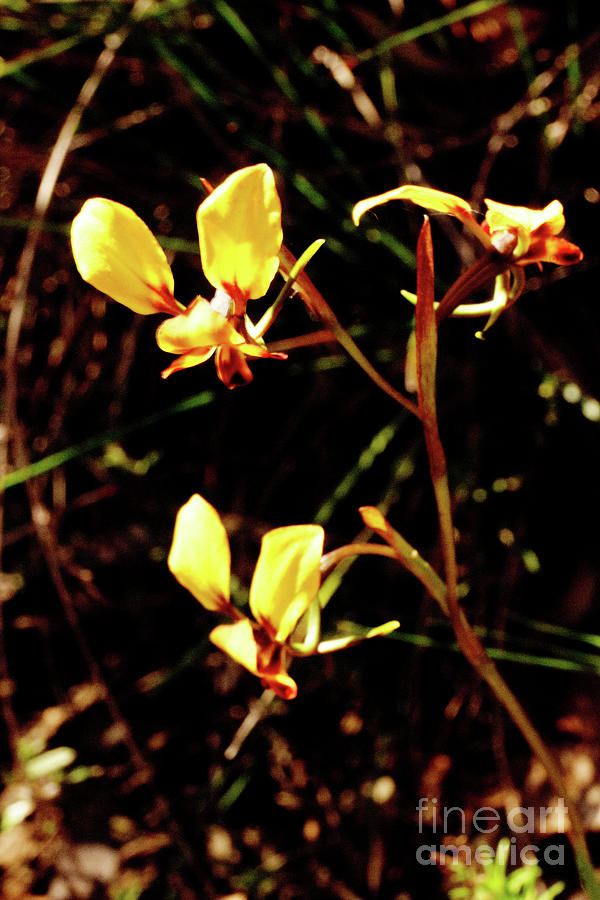 Donkey Orchids Photograph