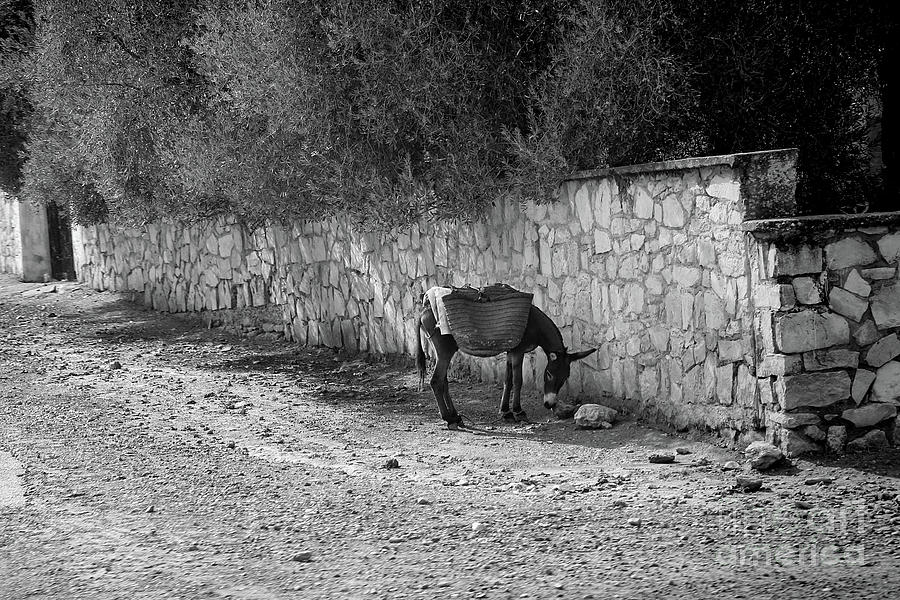 Donkey roadside Morocco  Photograph by Chuck Kuhn