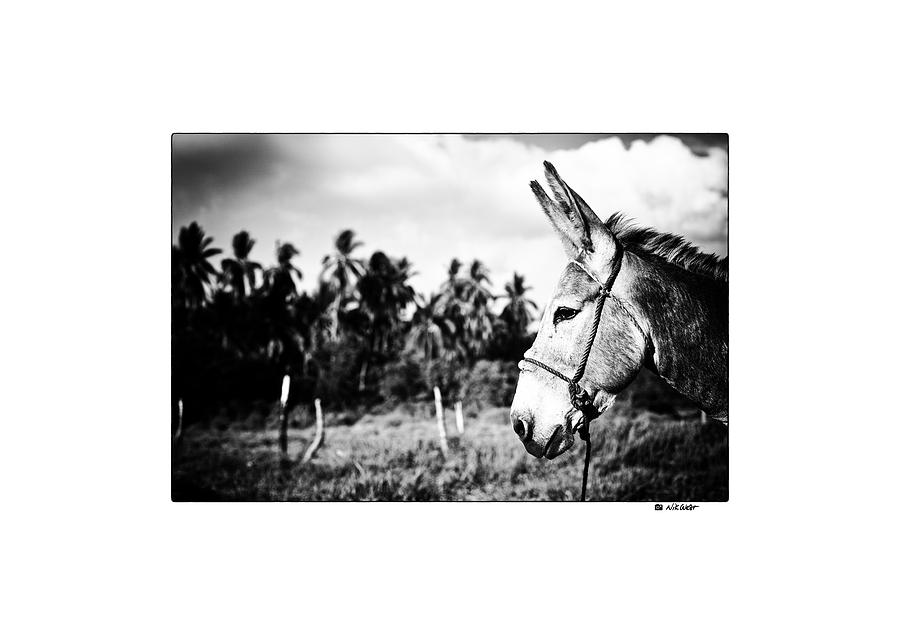 donkey signature T Photograph by Nik West