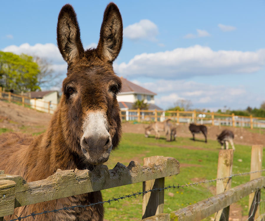 Donkey Standing By A Fence In A Field Looking To Camera With Blue Sky On A  Spring Day By Charlesy