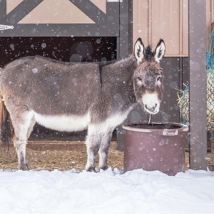 Donkey Watching It Snow Photograph by Jennifer Grossnickle