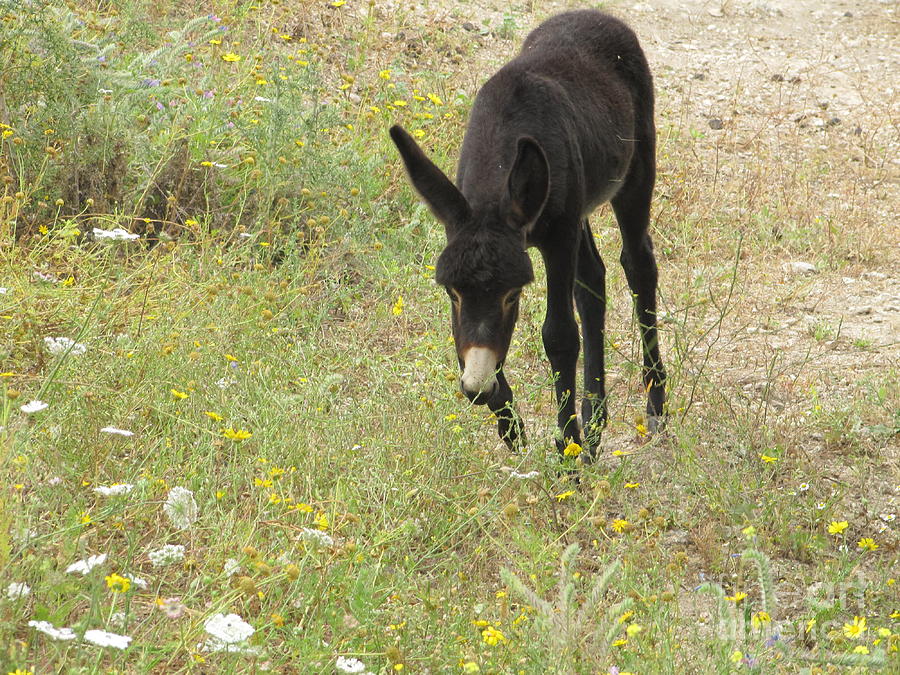 Donkey With Meadow Flowers Photograph by Donna L Munro