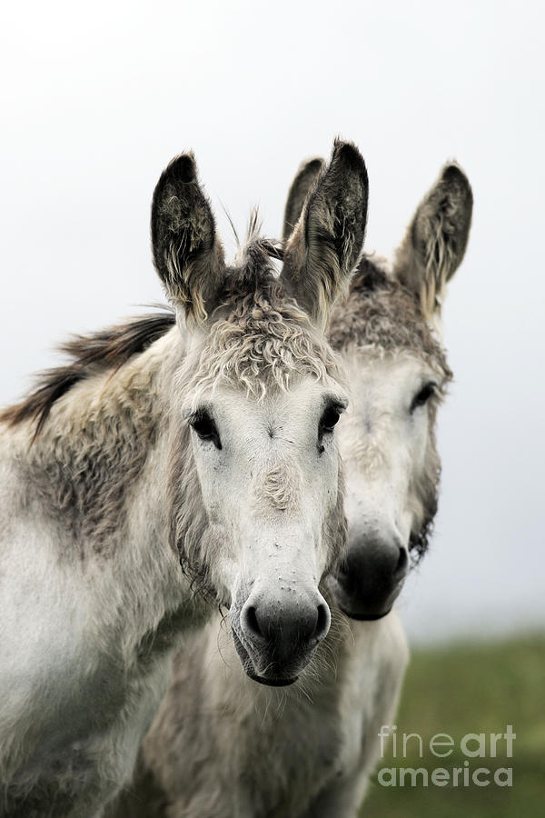 Donkeys # 1722 Photograph by Carien Schippers