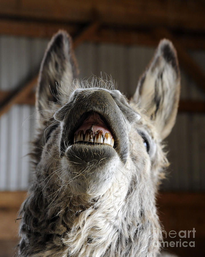Donkeys #1084 Photograph by Carien Schippers