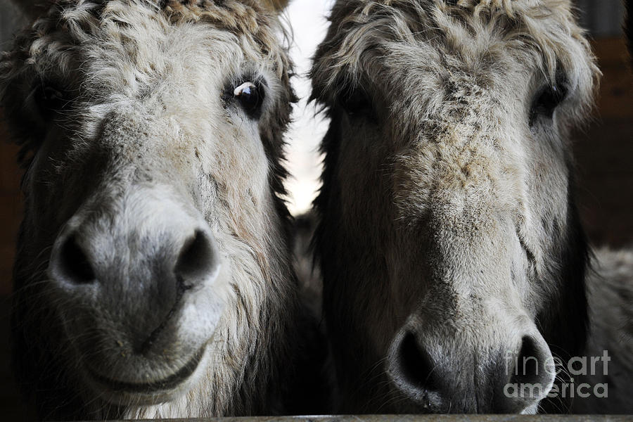 Donkeys #1110 Photograph by Carien Schippers