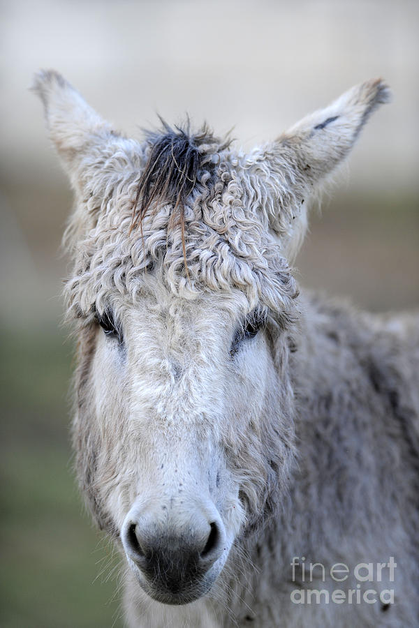 Donkeys #1130 Photograph by Carien Schippers