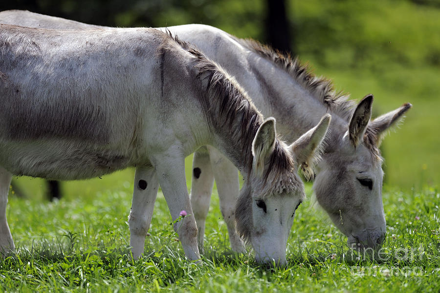 Donkeys #12068 Photograph by Carien Schippers