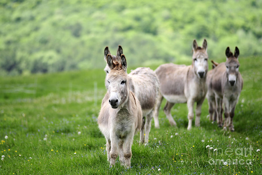 Donkeys #1207 Photograph by Carien Schippers