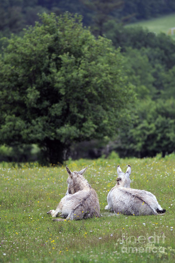 Donkeys #1737 Photograph by Carien Schippers