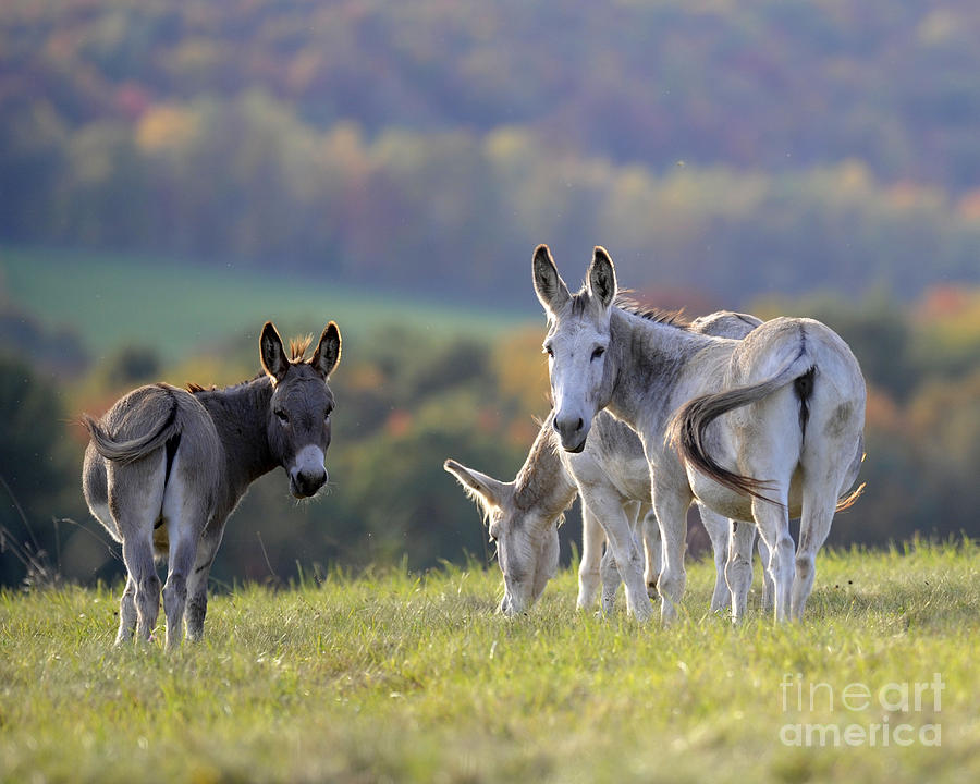 Donkeys #415 Photograph by Carien Schippers