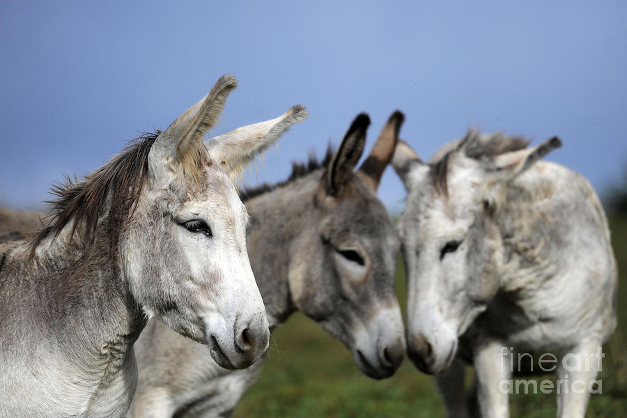 Donkeys #495 Photograph by Carien Schippers