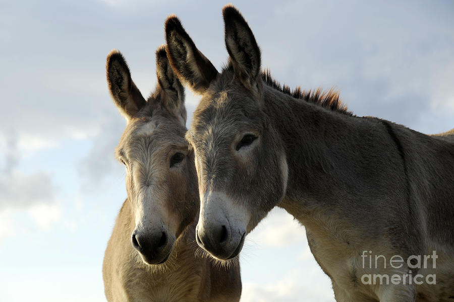 Donkeys #588 Photograph by Carien Schippers
