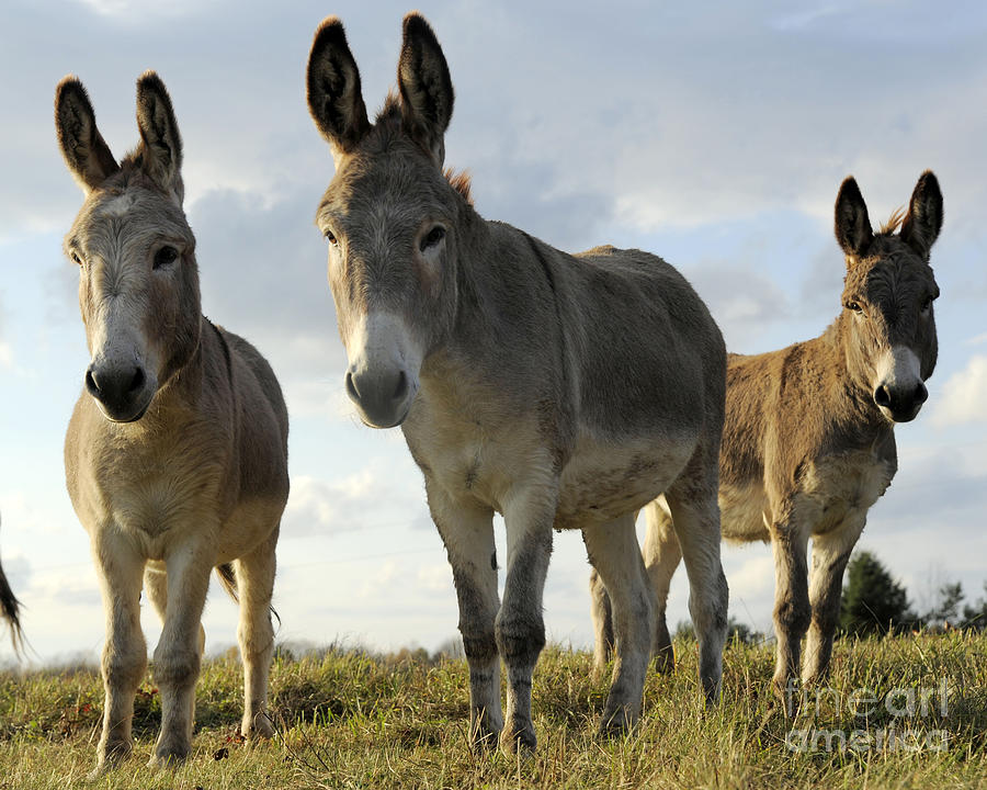 Donkeys #591 Photograph by Carien Schippers