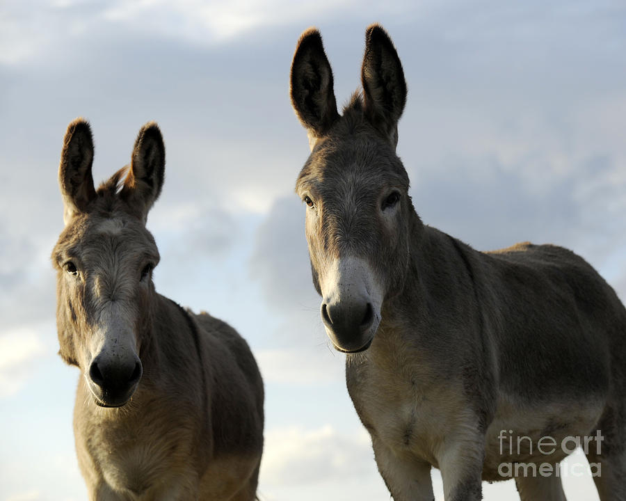 Donkeys #599 Photograph by Carien Schippers