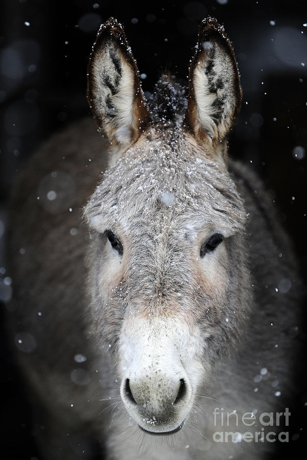 Donkeys #942 Photograph by Carien Schippers