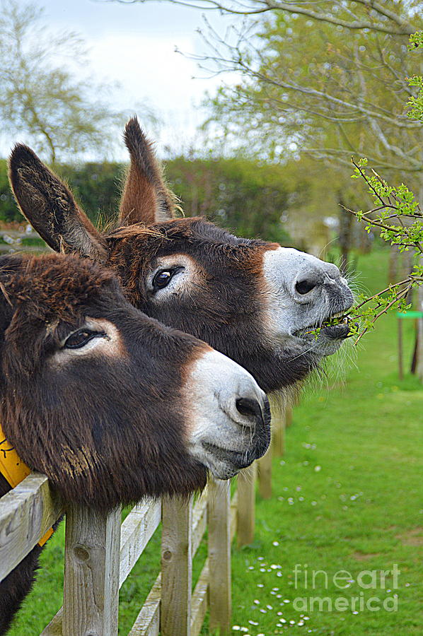 Donkeys Photograph by Andy Thompson