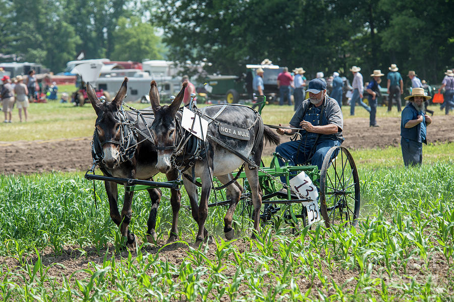 Donkeys Cultivating Corn Photograph by David Arment Fine Art America