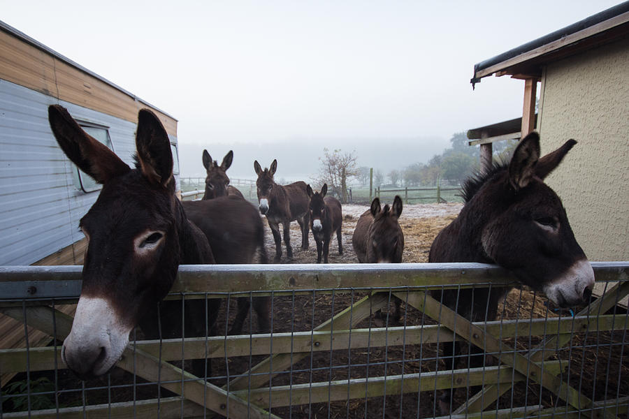 Donkeys Photograph by Dawn OConnor