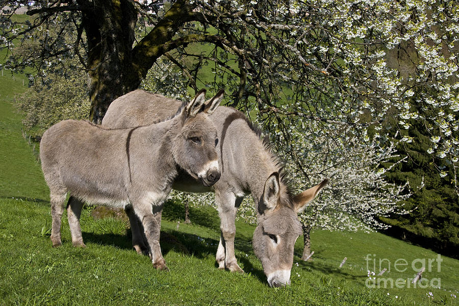 Donkey Photograph - Donkeys In A Meadow by Jean-Louis Klein & Marie-Luce Hubert