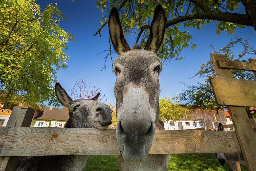 Donkeys in Austria Photograph by Robert Davis