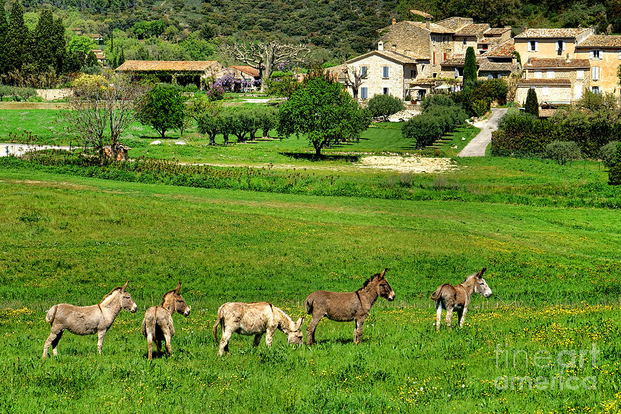 Donkeys in Provence Photograph by Olivier Le Queinec