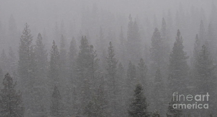 Sierra Spruce Snowfall Photograph by Joshua Bales