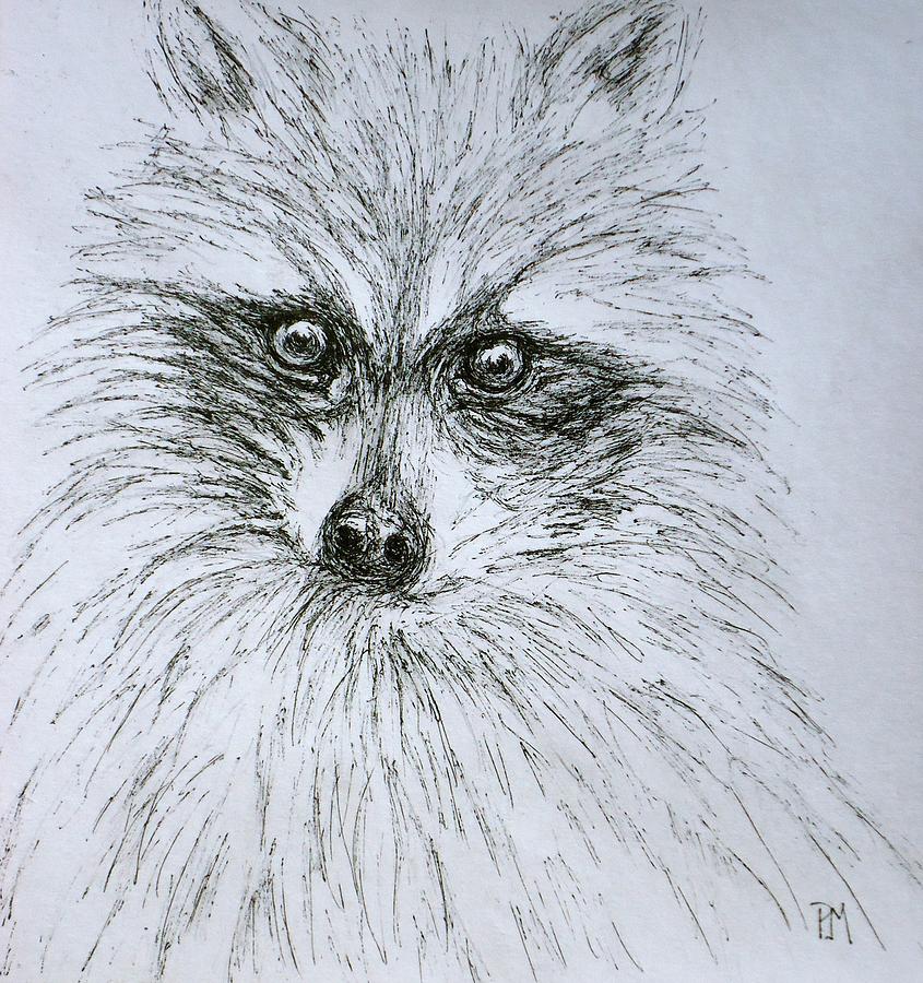 Dons Racoon Drawing by Pete Maier
