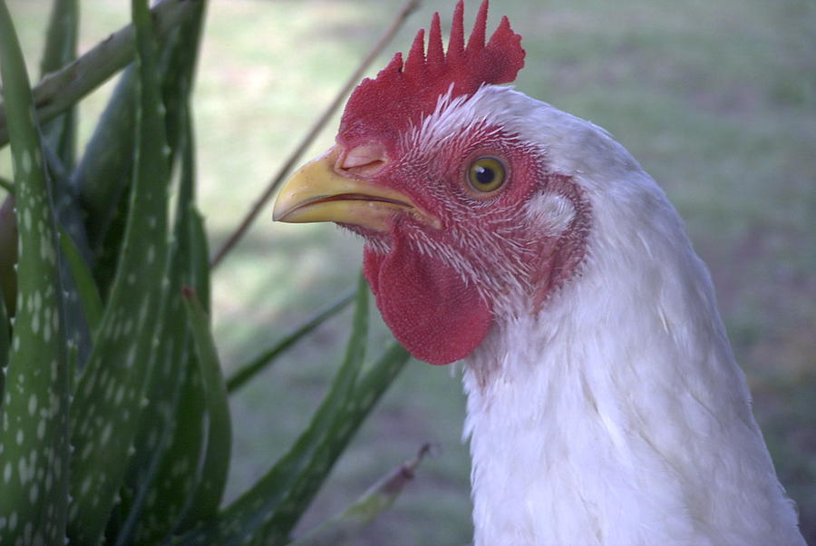 don-t-be-a-chicken-head-photograph-by-michael-montgomery-fine-art-america