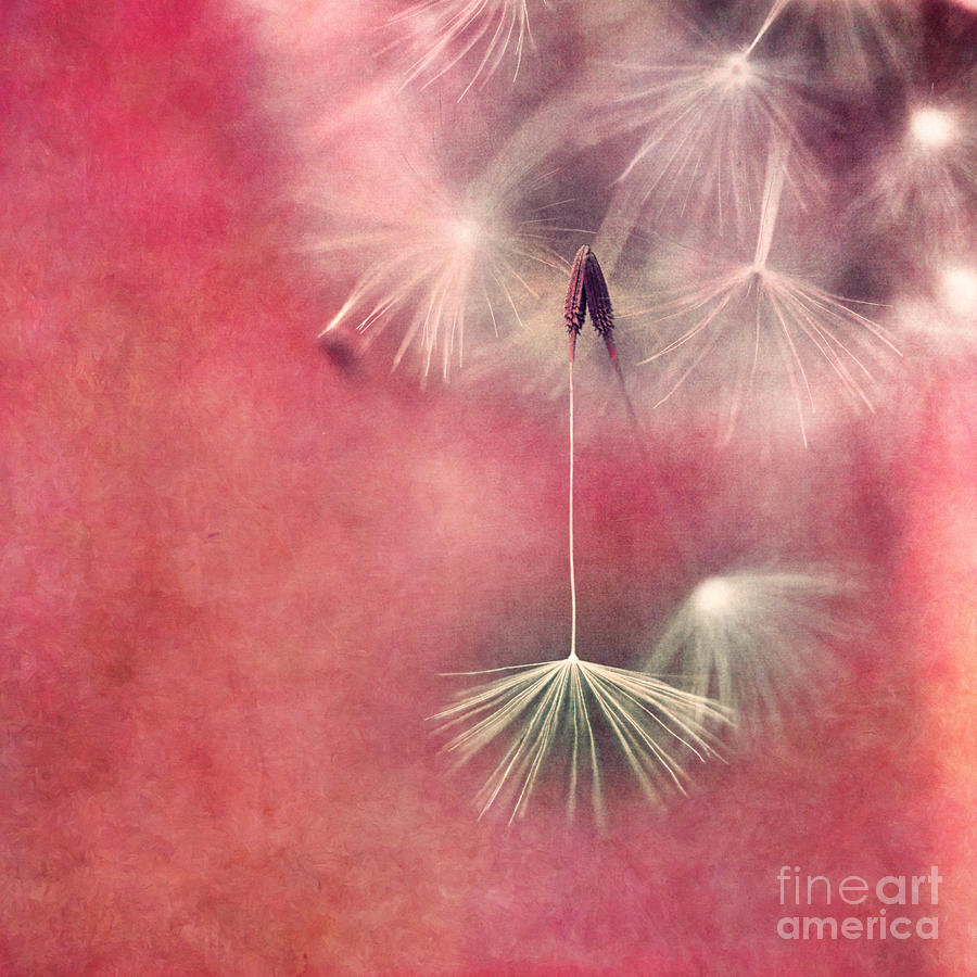 Summer Photograph - Dont be afraid to let go by Priska Wettstein