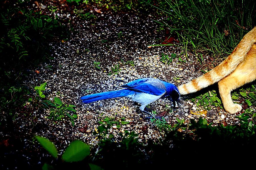 Feather Photograph - Dont Bother Me by Nick Kloepping