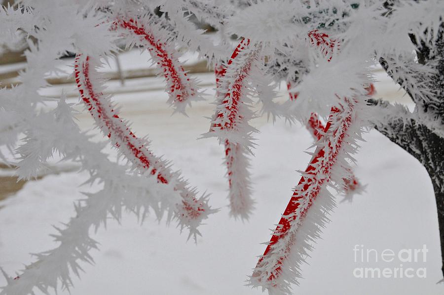 Cold Photograph - Dont Break my Heart-Unique and rare formation of spiked snow icicles by Akshay Thaker Cold Photograph - Dont Break my Heart-Unique and rare formation of spiked snow icicles by Akshay Thaker