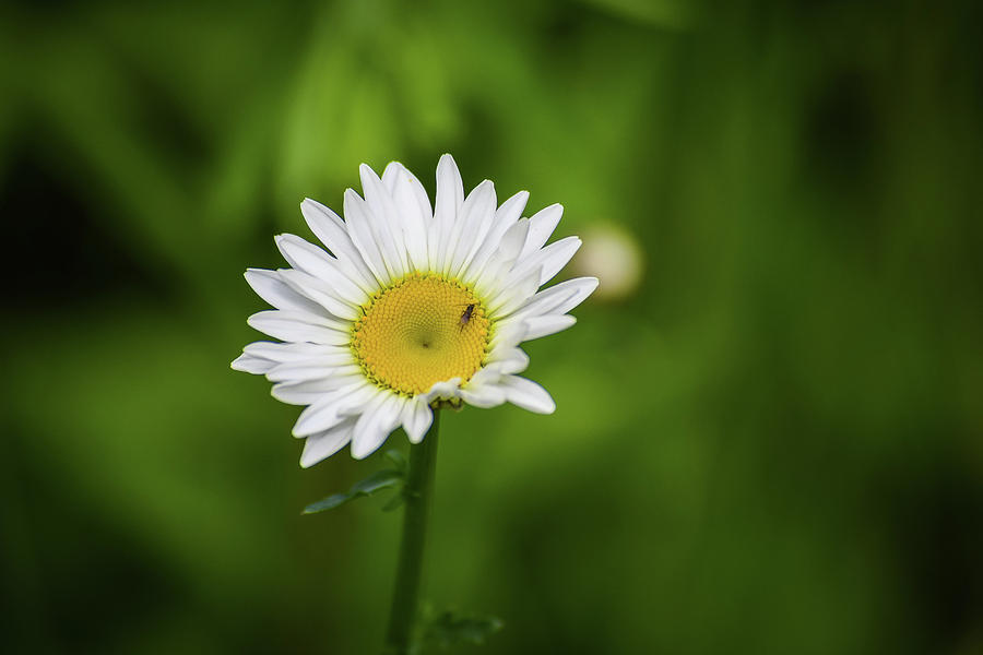 Dont Bug the Daisies Photograph by Ron Dubreuil