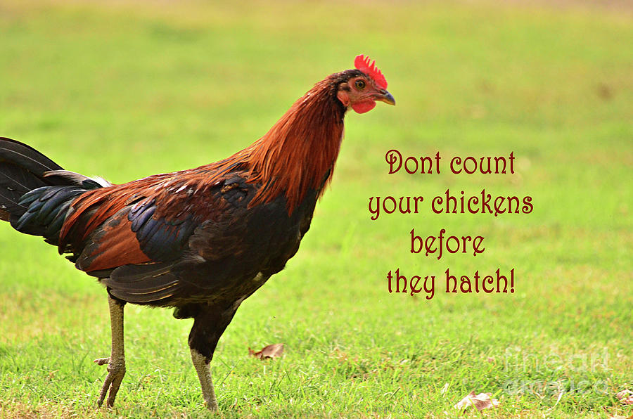 Dont Count Your Chickens Before They Hatch Photograph by Debby Pueschel