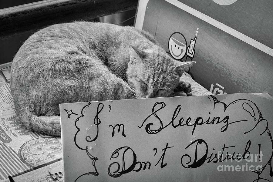 Dont Disturb - Sleeping Cat Photograph by Dean Harte