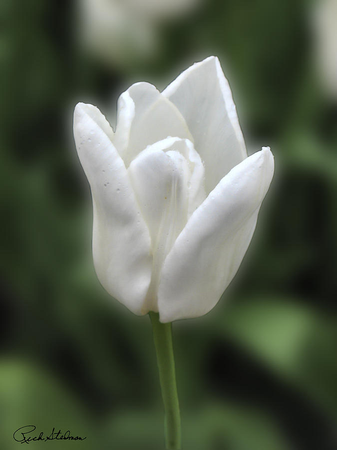 Friendship Tulip #1 Photograph by Richard Stedman
