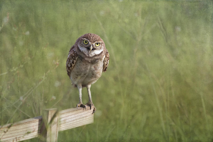 Owl Photograph - Dont Get Too Close by Kim Hojnacki