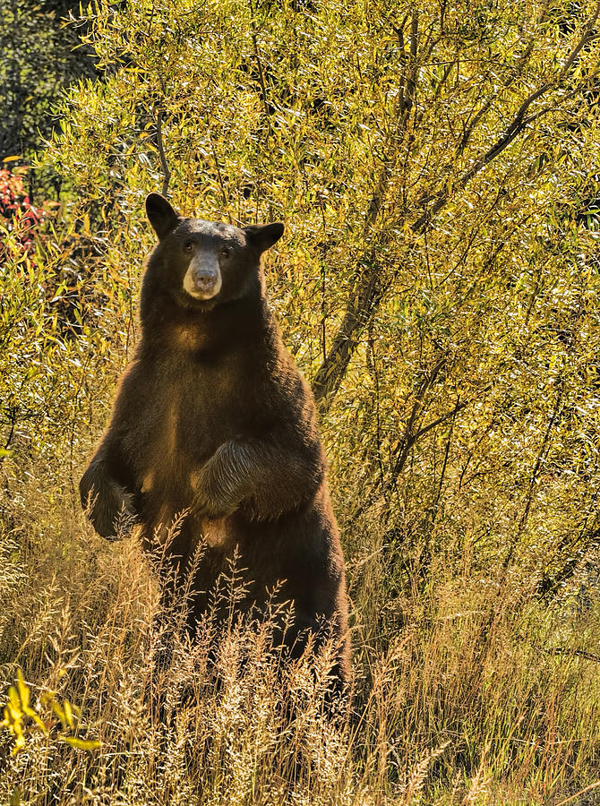 Bear Photograph - Dont Look At Me That Way by Dennis Bolton