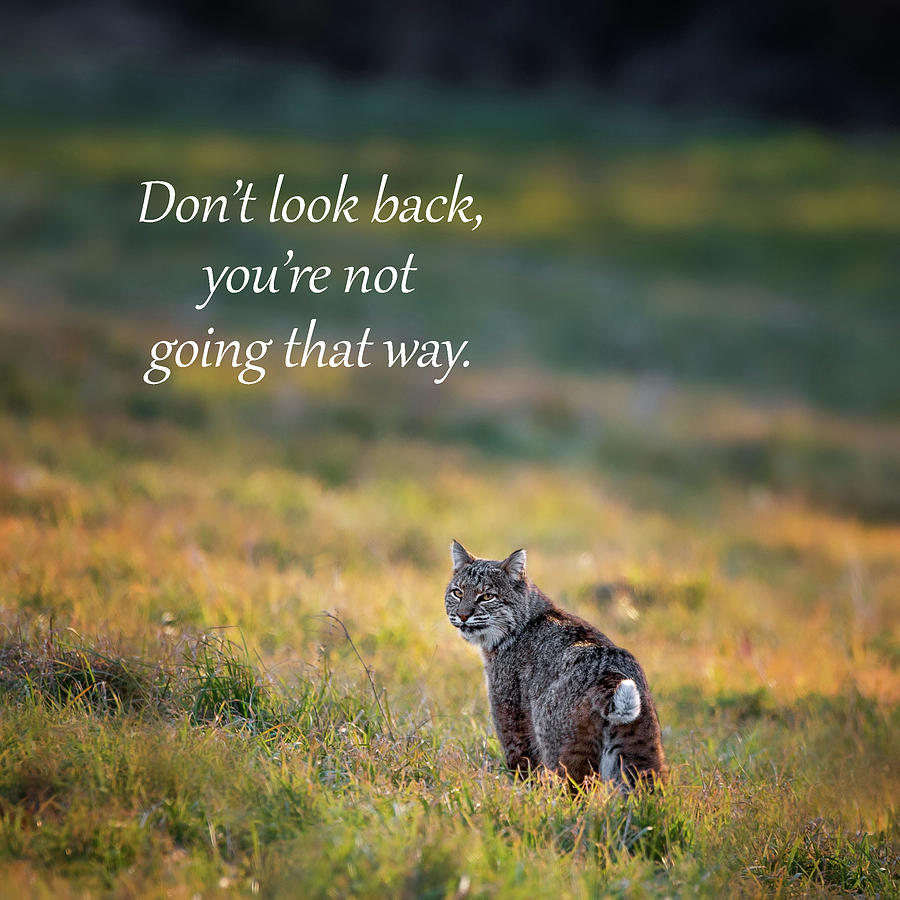 Dont Look Back Photograph by Bill Wakeley