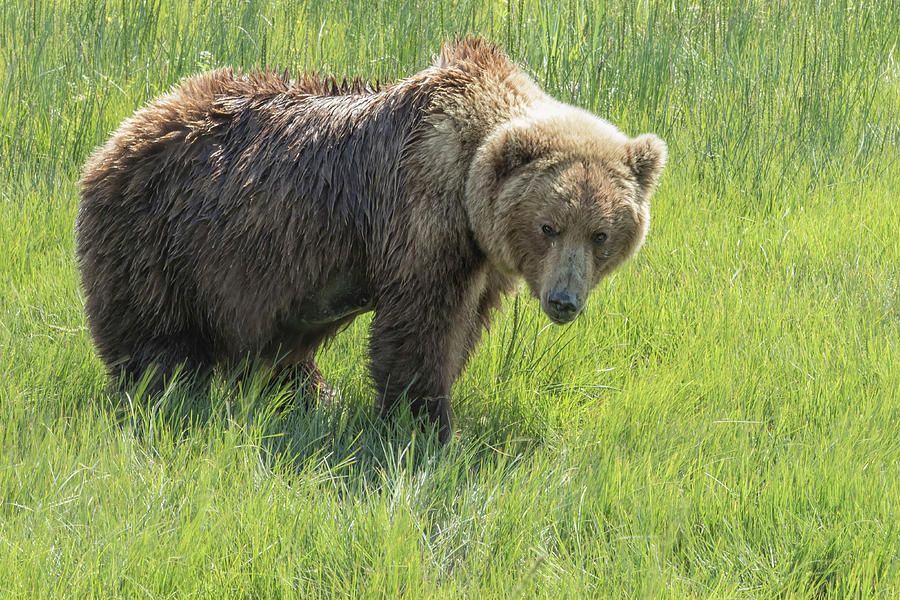 Dont Mess with Mama Bear Photograph by Belinda Greb