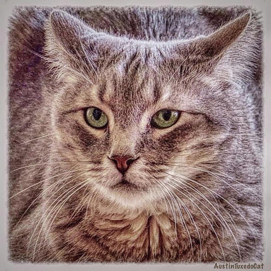 Animal Photograph - Dont Mess With #smokey cause He Is by Austin Tuxedo Cat